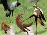 شکار روباه توسط پرندگان وحشی - حمله پرندگان - شکارچی حیوانات