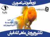 ماهی گلدفیش ردکپ    فروشی           Fish Bazan