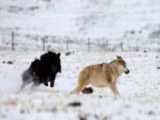 حمله سگ های ماستیف تبتی به گرگ