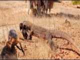 خوردن بز توسط اژدهای کومودو - نبرد حیوانات