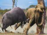 حیات وحش | حمله فیل غول پیکر عصبانی به شیر برای محافظت از خانواده اش