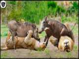 حمله کفتارها به شیر | جنگ شیر و کفتار | فیلم جنگ حیوانات وحشی