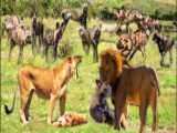 حیات وحش - شیر در مقابل سگ نژاد پیتبول - مقایسه قدرت پیتبول و شیر