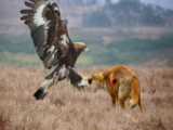 حمله عقاب -  عقاب در مقابل مار سمی و قدرتمند -  جنگ حیوانات وحشی