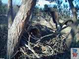 شکار گرگ یاک در هیمالیا  / شکار گرگ ها (2022)