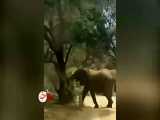 فیل مادر کروکودیل را زیر پا می گذارد تا گوساله اش را نجات دهد - حیات وحش