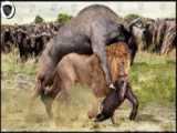 انتقام گرفتن بوفالو ها از شیر در حیات وحش _ Buffalo vs Lion(360P)