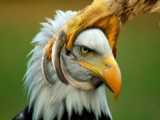 خطرناک ترین پرنده های جهان/حتی عقاب ها هم از این پرنده مرگبار می ترسند