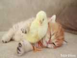 دوستی بچه گربه و جوجه اردک که قلب شما را ذوب می کنه!