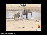 زرافه در حال زایمان مورد حمله شیرها قرار گرفت - حیوانات وحشی