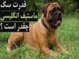 سگ بولداگ انگلیسی (English Bulldog) - 09120404043