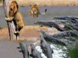 نبرد شیر ها با تمساح - شیر در مقابل تمساح -  نبرد دیدنی