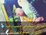 تشخیس جنسیت جوجه ی ۱تا۳ روزه