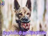 ۵ تا از بامزه ترین سگ های جهان
