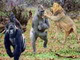 حیات وحش - مبارزه واقعی شیر در مقابل ببر دو پادشاه جنگل - نبرد حیوانات