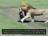 حمله شیر نر به بیش از 20 کفتار- جنگ کفتار با شیر