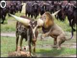کشتن شیر و حیوانات توسط مار ترسناک - حمله حیوانات وحشی