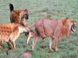 حیات وحش - کفتارها می توانند انواع گوشت را بخورند - شکار حیوانات