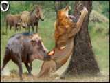 شکار گوساله توسط  پلنگ - شکار حیوانات - شکار گاومیش