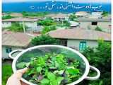کلیپ شب یلدا،استوری اینستاگرام