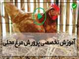 پرورش مرغ گوشتی-پرورش جوجه مرغ-بیان نکات ساده برای پرورش جوجه