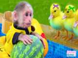 میمون کوچولو جوجه اردک را برای چیدن میوه در باغ پدر می برد