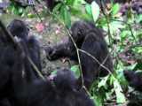 نبرد شامپانزه ها - مبارزه شامپانزه ها - جنگ حیوانات