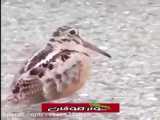 ویدیو درخاستی درمورد کبوتر جوجه کشی