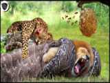 حیات وحش، جوجه تیغی در مقابل شکارچی ها از شیر و پلنگ تا مار پیتون/مستند