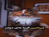 یکی از زیبا ترین گربه های جهان
