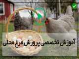 عروس هلندی های من با همراه تخم و جوجه ها