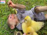 بچه میمون BiBi به پدر کمک می کند تا از جوجه اردک ها مراقبت کند