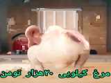 طنز مرغ