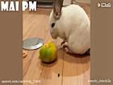 ویدئو طنز حیوانات خیلی خنده داره