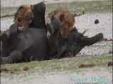 شکار فیل توسط شیر نر | لحظات شکار حیوانات | شکار گورخر