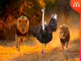 شکار شتر مرغ توسط شیر - وقتی شیرها به شترمرغ حمله می کنند