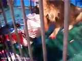 نجات مربی از حمله شیر در سیرک   فیلم