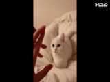 کلیپ بامزه و خنده دار از گربه ها