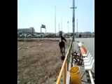 اسب سیلمی شکار جهرم