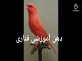 سهره Mm