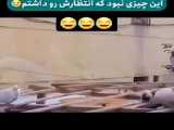 کلیپ زیبایی از حیوانات