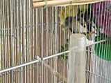 نکاتی در مورد جفت کردن و جوجه کشی کبوتر