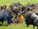 حمله گله بوفالوهای عصبانی به شیرها، حمله حیوانات وحشی