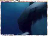 رویارویی خطرناک چند گردشگر با نهنگ قاتل در دریای ترکامنتا