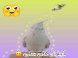 عروس هلندی کیوت خیلی بامزه است ()