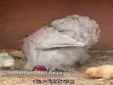 تبریک خفن روز زن