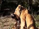 حمله بابون به شیر ، پلنگ نجات سگ وحشی و میمون