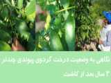 درخت گردوی پیوندی رقم تجاری و دیرگل چندلر سه ساله