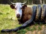 حمله باورنکردنی غول پیکر به گاوها حیات وحش در دنیای حیوانات