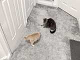 کلیپ گربه های بامزه شماره 20 ، کلیپ حیوانات خانگی ، ویدیوی بچه گربه خنده دار